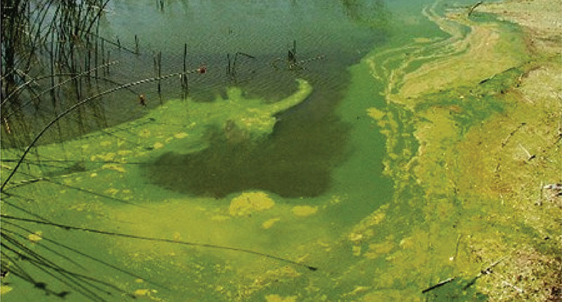 Carboleaf Pond & Lake Cleaner