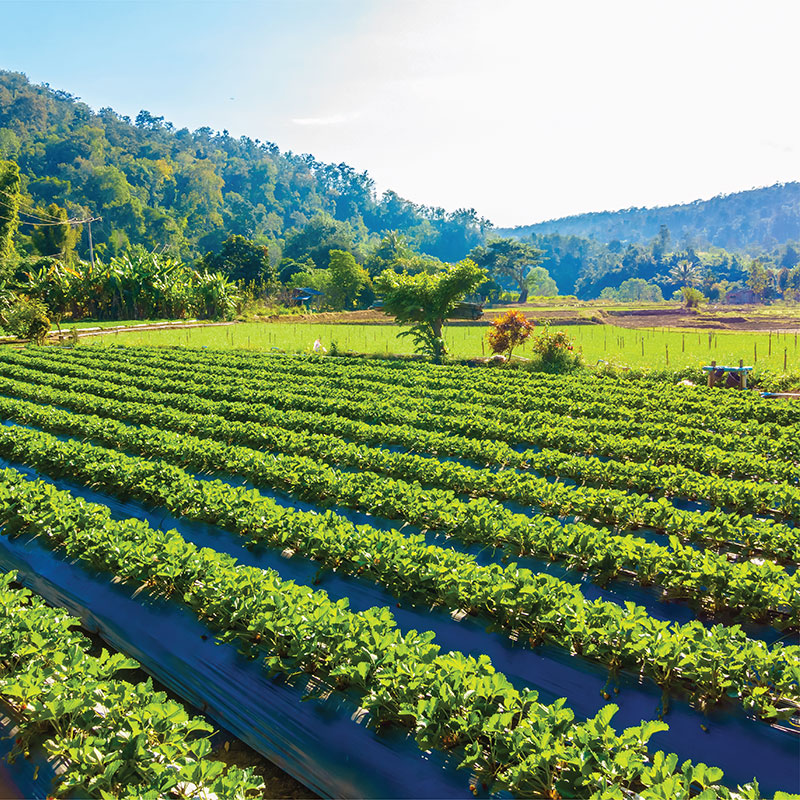 Agroforestry