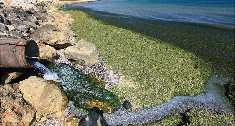 Carboleaf Pond & Lake Cleaner