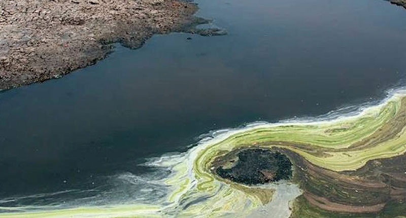 Carboleaf Pond & Lake Cleaner